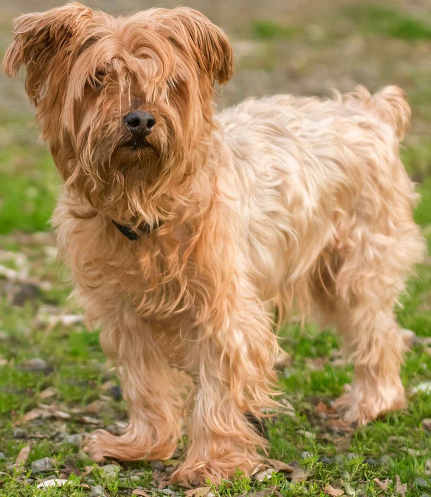 Jasper is a feisty little terrier! He has lived with another dog and did great, but will still need to meet any resident dogs. Jasper is said to be house trained and knows a few tricks, such as roll over. He loves playing with toys and needs plenty of exercise. Jasper can get protective and will need a home free of children. (Curt Story/Everett Animal Shelter)