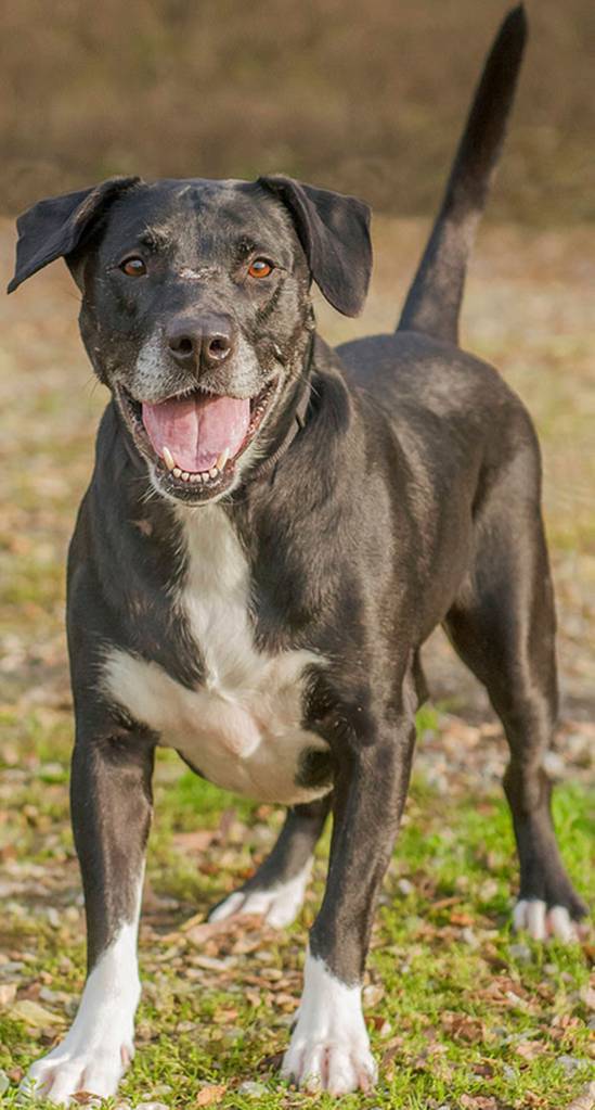 Lola is an active dog looking for a family to keep up with her. She will need to be the only pet in the home. Lola is house trained and loves going for walks. (Curt Story/Everett Animal Shelter)