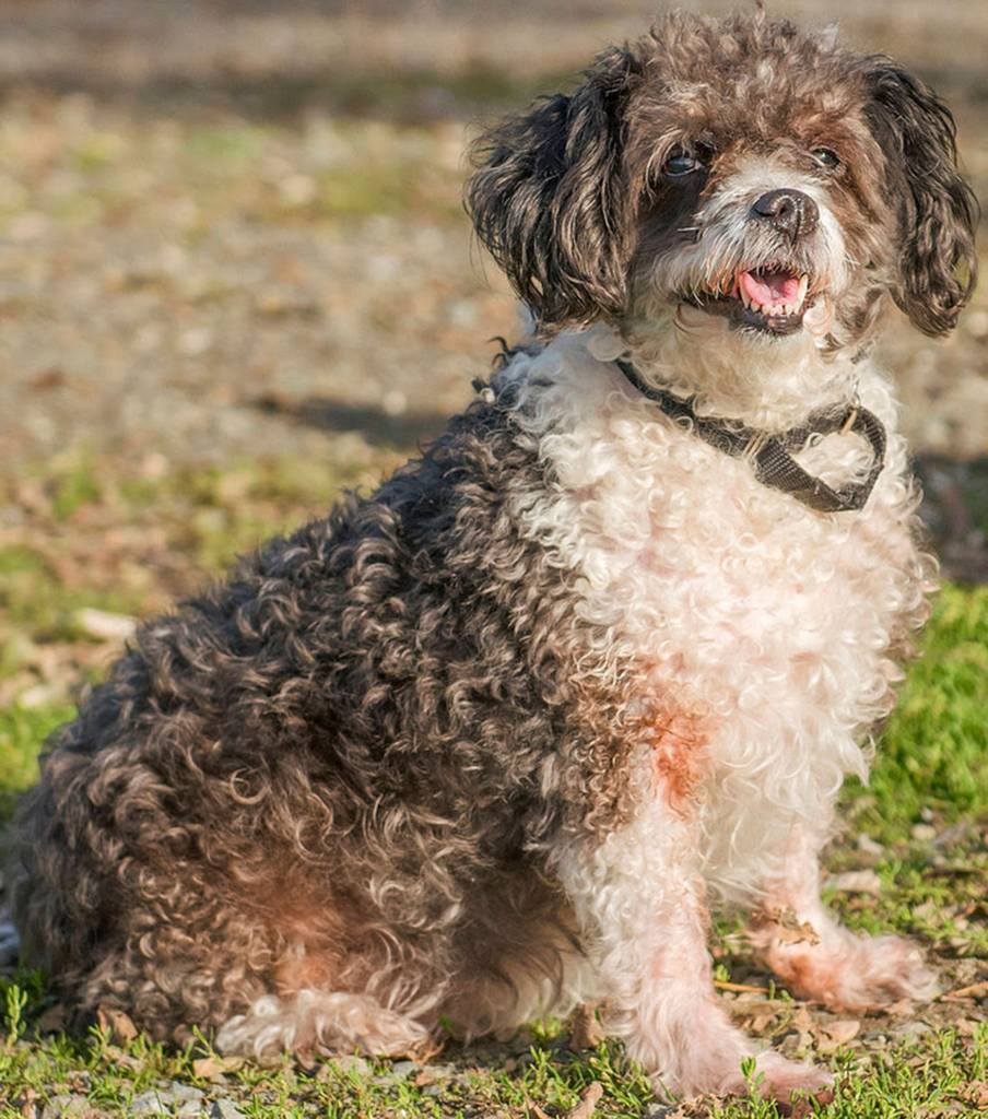 Miss Nellie is a sweet senior dog looking for her new home. She would do best in an adult home and would also do well in a senior living type situation. She came in with another dog and seemed to enjoy her company. Nellie should be OK with cats after proper introductions. (Curt Story/Everett Animal Shelter)
