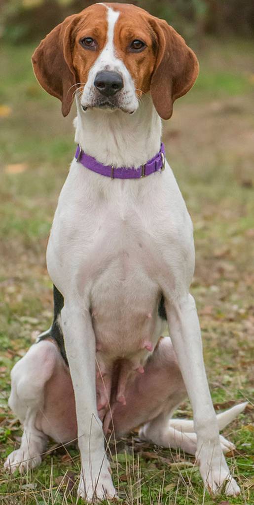 Raven is super active dog! She is looking for a home that has the time and patience to train her. She doesnt know any commands and has some bad habits but she is very treat-motivated. She will need a meet-and-greet with any resident canines. She cannot live with cats. Raven barks and howls frequently so is not suited for apartment living. Any children in the home should be over 13 years old and be able to participate in Ravens training. (Curt Story/Everett Animal Shelter)