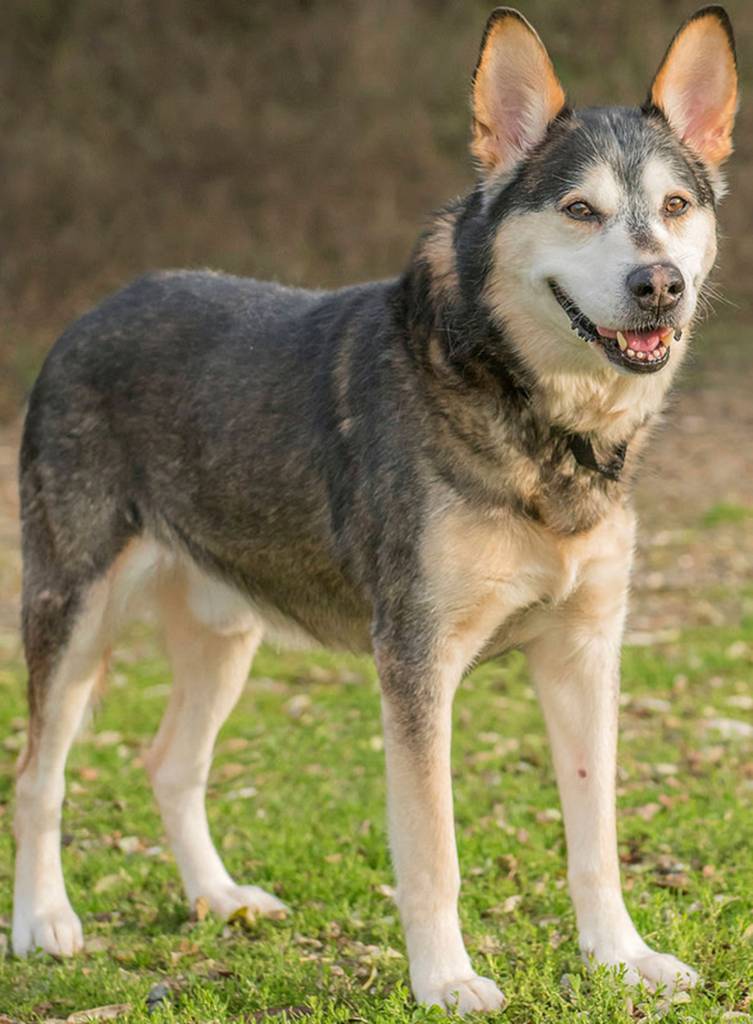 Thor is a handsome dog looking for a new home. He will need secure confinement when left alone because, after all, he is a husky! Thor will need a meet-and-greet with any resident dogs, and a feline-free home. (Curt Story/Everett Animal Shelter)