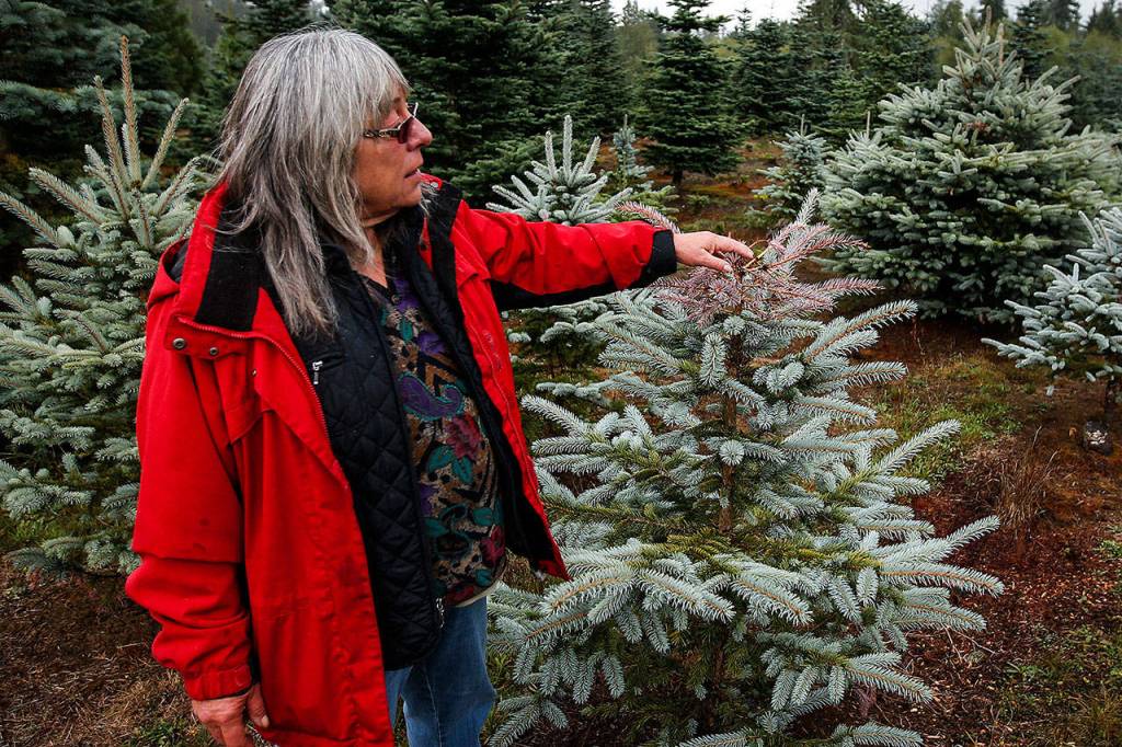 Lanai Hemstrom checks out a Colorado blue spruce tree at her Hemstrom Valley Tree Farm in Granite Falls. (Ian Terry / The Herald)