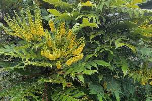 Plant of Merit: Mahonia x media ‘Charity,’ evergreen shrub