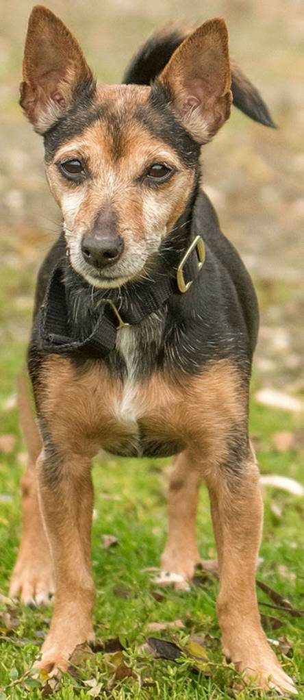 Foxy seems like a very sweet middle-aged lady! She is looking for an adult home to live out her golden years. She will need a meet-and-greet with any resident dogs and should be OK with cats after proper introduction. (Curt Story/Everett Animal Shelter)