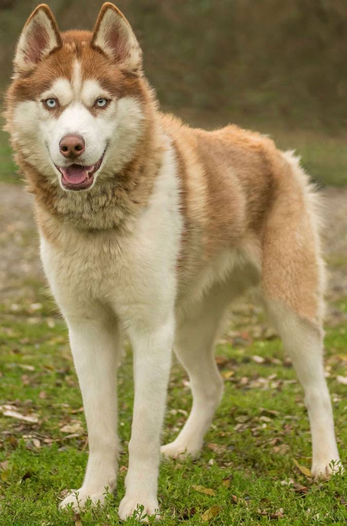 Harley is a very nice Husky that has lived with other animals and children. Harley is said to love playing fetch and going for a swim. He loves meeting new people and is house trained. Harley is used to being outside during work hours in a Husky-proof kennel run. He will need a meet-and-greet with any resident dogs. Adopters should have Husky experience. (Curt Story/Everett Animal Shelter)