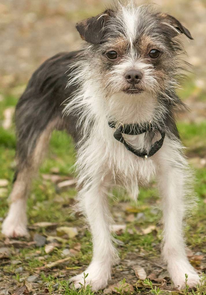 Mallard is a shy young terrier looking for a calm, predictable adult home. He came in with another dog and did well. He should be OK with cats after proper introductions. Mallard and his brother got in to a bit of trouble regarding some chickens so he will need secure confinement when left alone. (Curt Story/Everett Animal Shelter)