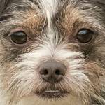 Nitro, Mallard, Harley, Foxy, Faith and Barkley