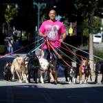 Professional dog walker Michael Silva, owner of Scoobys Dogwalkin, walks a dozen dogs in downtown Everett. (Ian Terry / The Herald)