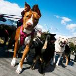 Dogs out for a walk with Michael Silva, owner of Scoobys Dogwalkin, are seen in Everett. (Ian Terry / The Herald)