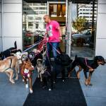 Michael Silva negotiates the front door of his apartment building with a dozen dogs. (Ian Terry / The Herald)