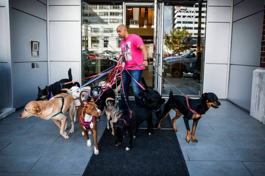 Michael Silva negotiates the front door of his apartment building with a dozen dogs. (Ian Terry / The Herald)