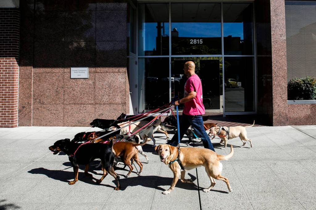 Professional dogwalker Michael Silva, owner of Scoobys Dogwalkin, walks dogs in downtown Everett. (Ian Terry / The Herald)