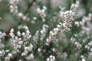 Great Plant Pick: Erica x darleyensis ‘Silberschmelze,’ darley heath