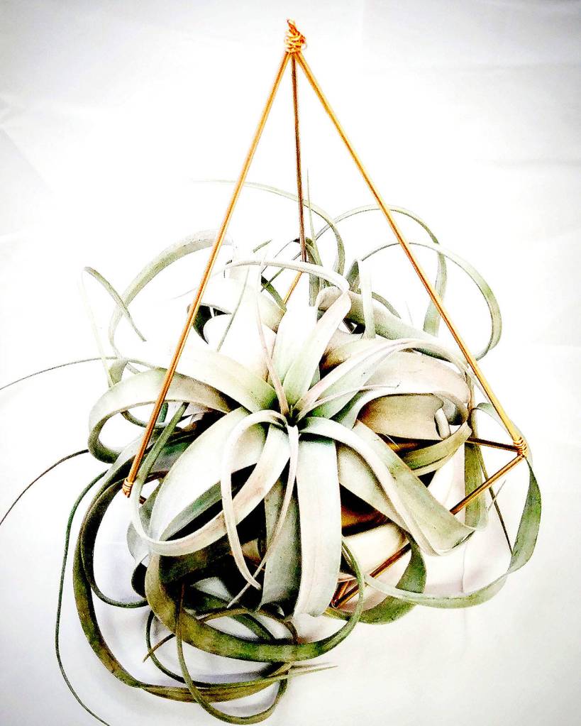 Vertical Gardens Northwest photo Xerographica sits in a pendant container made by Kristen Boswell Keenan of Vertical Gardens Northwest.