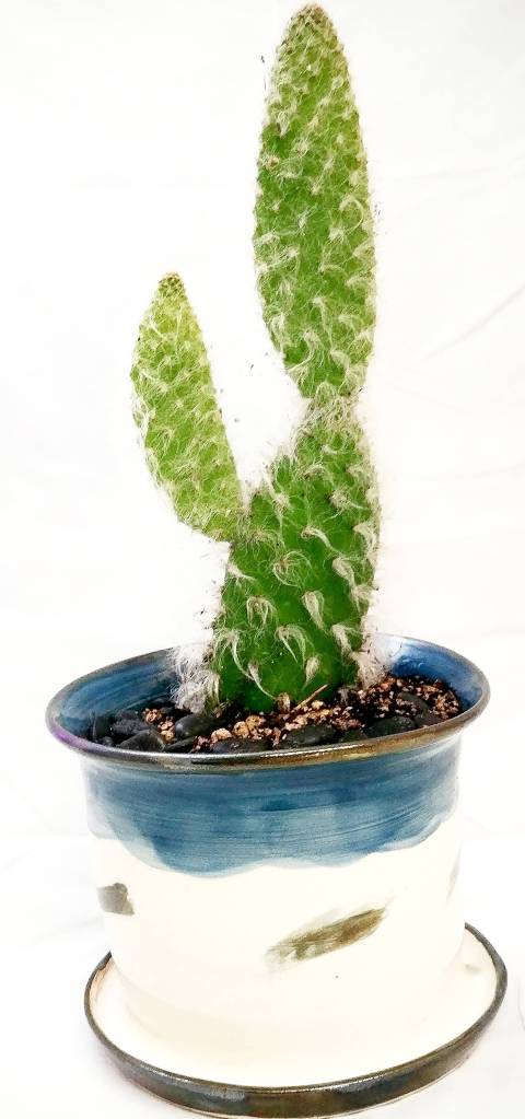 Vertical Gardens Northwest photo                                A snow prickly pear cactus makes a nice choice for people who dont want to tend to their plants each week.                                Vertical Gardens Northwest photo A snow prickly pear cactus makes a nice choice for people who dont want to tend to their plants each week.