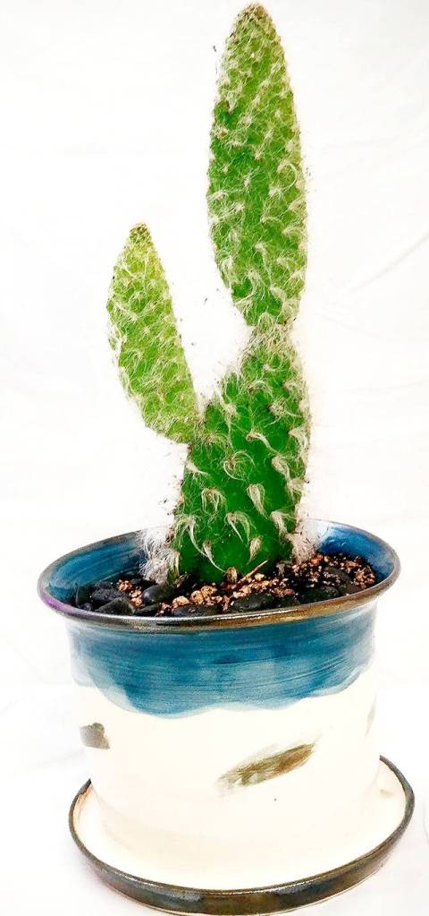 A snow prickly pear cactus makes a nice choice for people who dont want to tend to their plants each week. (Vertical Gardens Northwest photo)                                Vertical Gardens Northwest photo A snow prickly pear cactus makes a nice choice for people who dont want to tend to their plants each week.