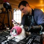 City Kitty owner John Schwartz trims Andy the cat at his cat salon in Edmonds on Feb. 1. (Ian Terry / The Herald)