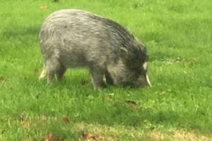 Video: Boar spotted pigging out in north Everett