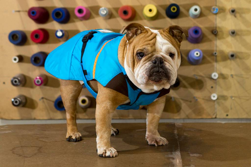 Teddy, an English bulldog, models Zentek Clothings heat regulating dog jacket on Nov. 15. (Ian Terry / The Herald)