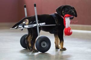 Not hindered by a K9 Cart, Noodle, a three month-old lab mix, plays with a toy at the Everett Animal Shelter on Tuesday, Dec. 5, in Everett. Noodle, who is up for adoption, uses the cart to get around because of paralysis in her back legs. (Andy Bronson / The Herald)