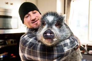 These little piggies stay home