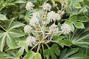 Plant of Merit: Fatsia japonica ‘Variegata,’ Japanese aralia
