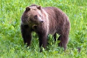 Wildlife, guns and property taxes are on the agenda in 2018