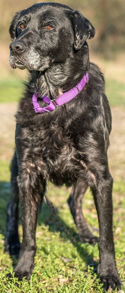Izzy is a wonderful girl! She has lived with kids and other dogs her size. She loves to play with people and cuddle. (Curt Story/Everett Animal Shelter)