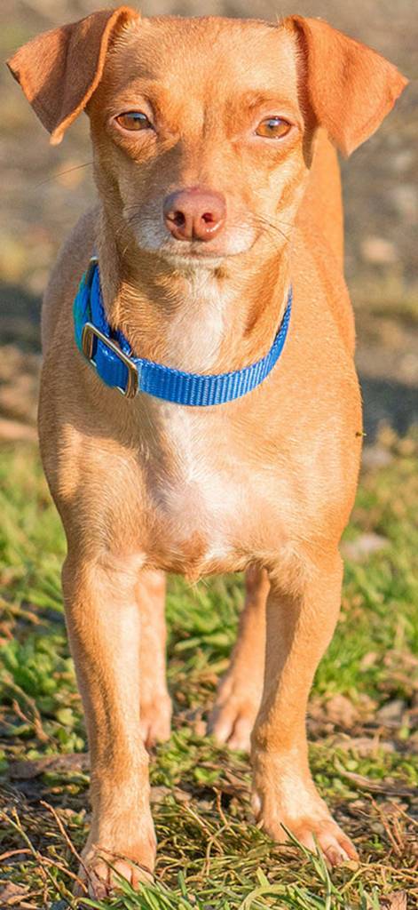 Poem is a little girl with a big attitude! She loves her people but can be very picky about who she likes. Once she gains your trust, she loves to cuddle and be carried around. She likes to go for walks and just hang out. She will need an adult-only home for now and a meet-and-greet with any resident dogs. (Curt Story/Everett Animal Shelter)