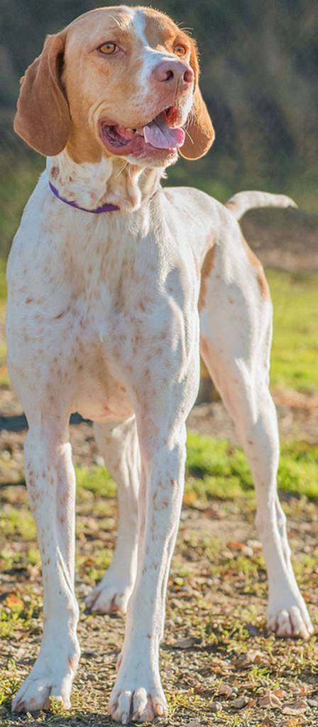 Rex is a very active young dog looking for a home with some type of bird dog experience. He is very smart and needs secure confinement when unattended. Rex will need a feline- and feather-free home. He has gotten in trouble with chickens in the past and although he did not harm them they were very shook up. Rex seems to get along with other dogs but would prefer large active breeds like himself. He is not suited for apartment living. (Curt Story/Everett Animal Shelter)