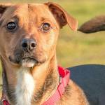 These eight dogs are waiting for loving homes