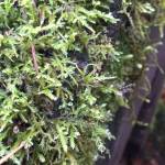 Water droplets dot a patch of moss on a tree along the Sauk Springs Trail in Rockport State Park. (Aaron Swaney)