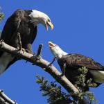 Lots to see in Upper Skagit, even if the eagles are elusive
