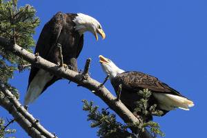 Lots to see in Upper Skagit, even if the eagles are elusive