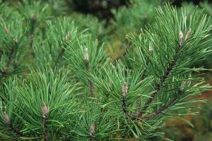 Great Plant Pick: Pinus contorta var. contorta, shore pine