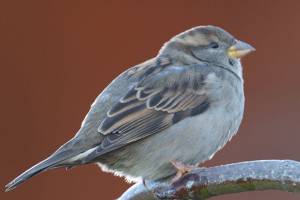 Home and Garden calendar for Snohomish County and beyond