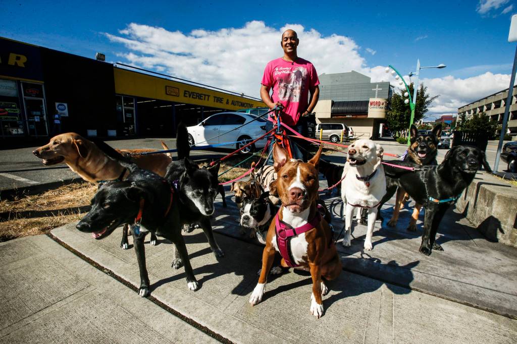 Professional dogwalker Michael Silva, owner of Scoobys Dogwalkin, walks 15 dogs in downtown Everett on Sept. 21. (Ian Terry / The Herald)