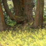 Epimedium x perralchicum makes an excellent groundcover, filling an area so densely that it prevents weeds from becoming established. (Photo by Richie Stephen)