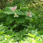 Dainty white flowers appear in spring on trillium ovatum. (Photo by Richie Stephen)
