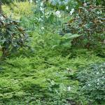Why groundcovers are essential to the Northwest garden