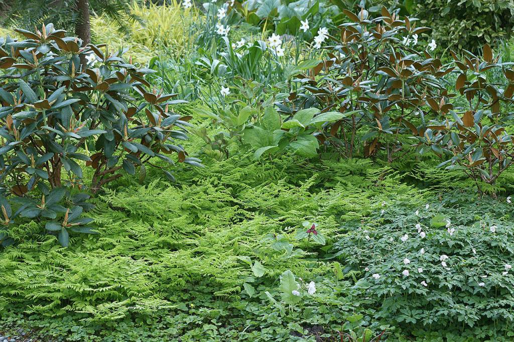 Why groundcovers are essential to the Northwest garden