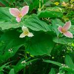 Why groundcovers are essential to the Northwest garden