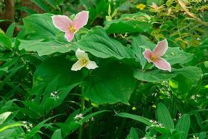 Why groundcovers are essential to the Northwest garden