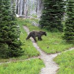 A grizzly bear walks through a backcountry campsite in Montanas Glacier National Park. (Doug Kelley/The Spokesman-Review via AP, File)