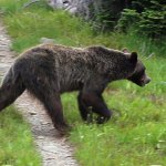 Trump administration halts work on Cascades grizzly plan