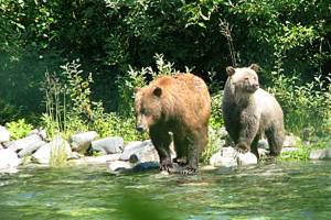Editorial: Public comments on grizzlies’ return ignored