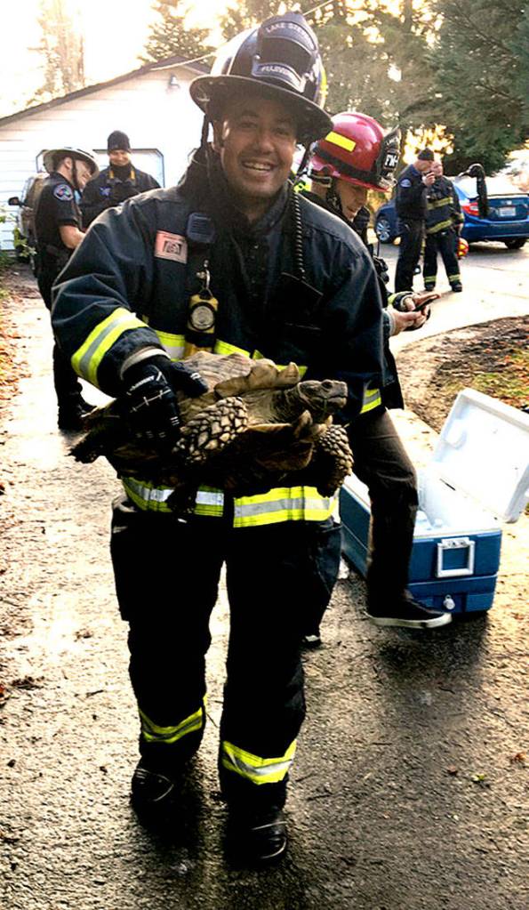 Firefighter Marc Fujiwara-Herbert rescues a tortoise from a house fire Friday afternoon in Lake Stevens. (David Petersen / Lake Stevens Fire Department)