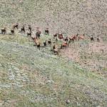 In this 2016 photo, a group of about three dozen elk are visible below the summit of Rattlesnake Mountain in easter Washington state. (Bob Brawdy /The Tri-City Herald via AP, File)