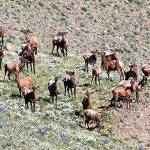 Efforts target danger of growing Central Washington elk herd