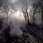 Firefighters work to put out hot spots while battling a wildfire in Montecito, California. (AP Photo/Chris Carlson)